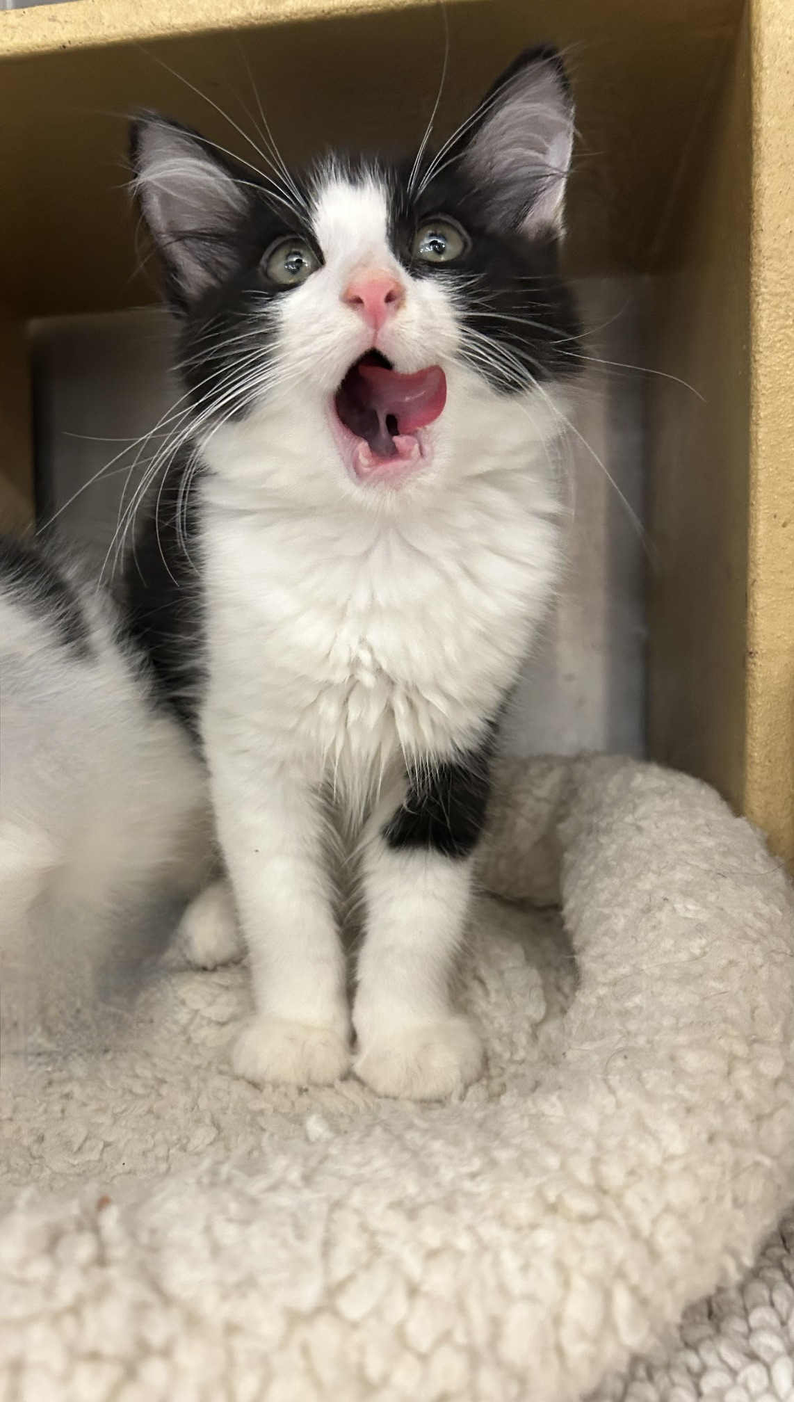 Orville