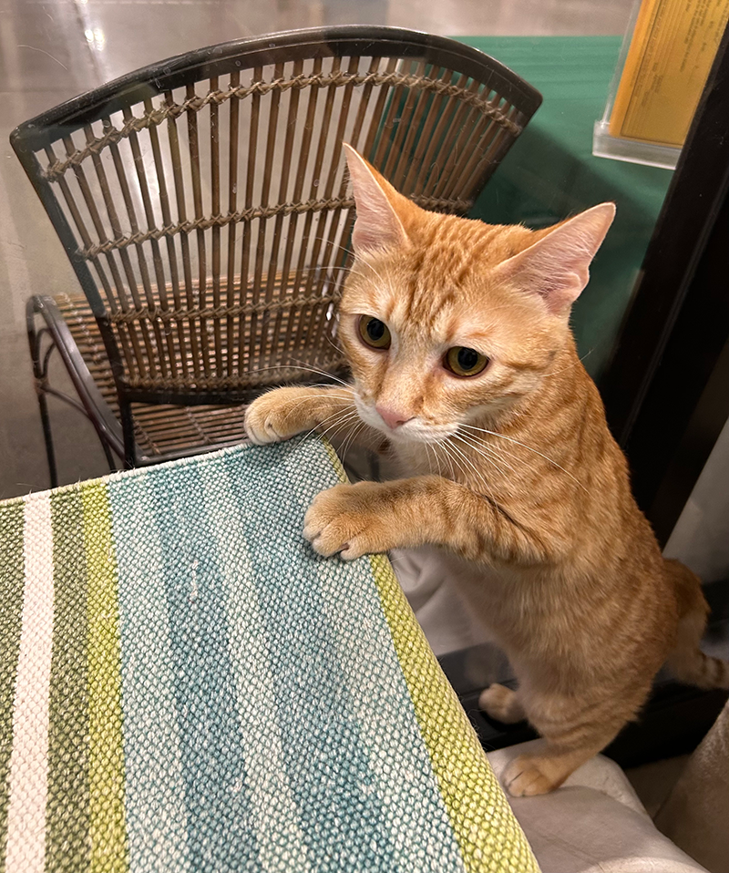 Linus