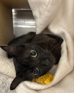 Luna